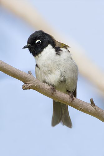 Black-headed honeyeater